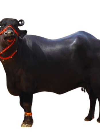 भैंस काली
